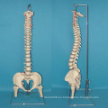 Natural de la columna vertebral humana Femur Esqueleto Modelo utilizado para la práctica médica (R020711)